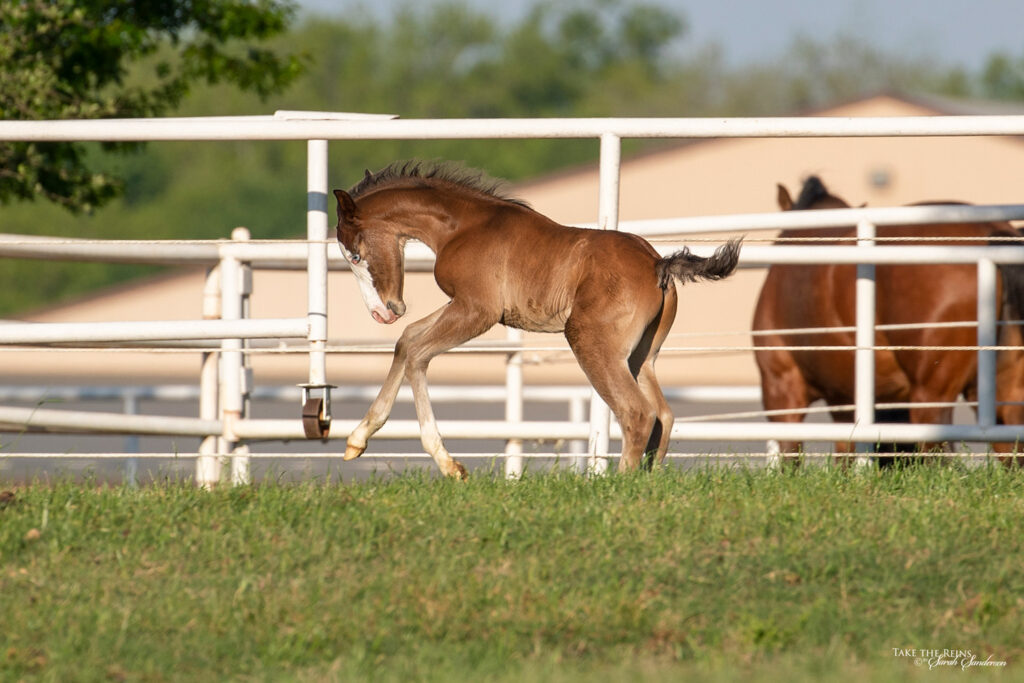 The Ranch Humphrey Quarter Horses