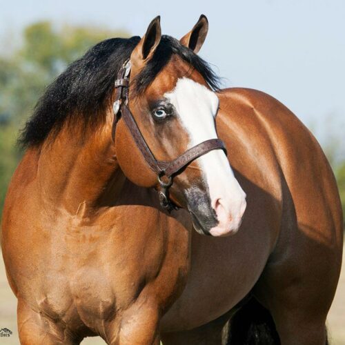 Guns R For Shootin Humphrey Quarter Horses