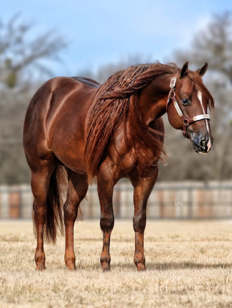 Mr Royal Hollywood Humphrey Quarter Horses